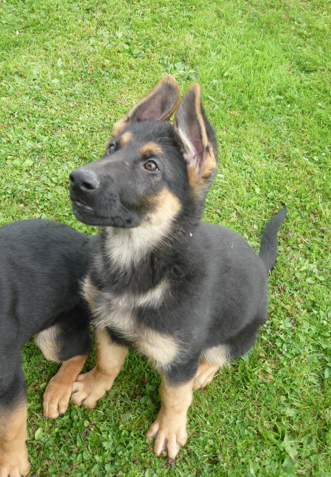 Get 1 year 3 month old gsd